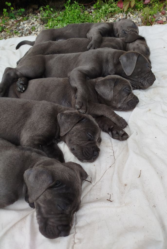 chiot Cane Corso Des Libertés De Taruwa