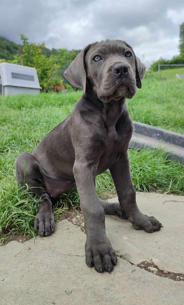 Des Libertés De Taruwa - Chiot disponible  - Cane Corso