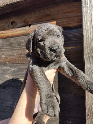 Des Libertés De Taruwa - Cane Corso - Portée née le 03/01/2022