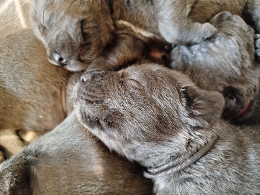 Des Libertés De Taruwa - Chiots disponibles - Cane Corso