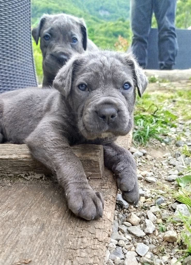 Des Libertés De Taruwa - Chiots disponibles - Cane Corso