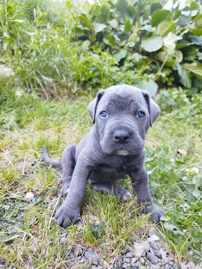 Des Libertés De Taruwa - Chiots disponibles - Cane Corso