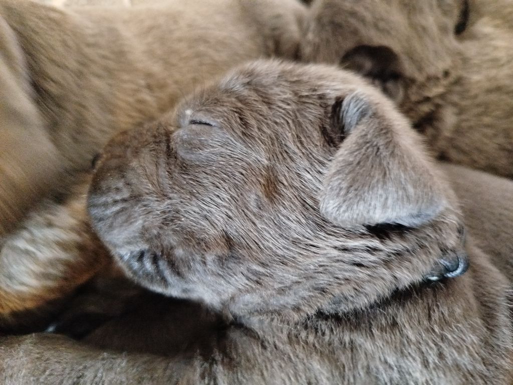 Des Libertés De Taruwa - Chiots disponibles - Cane Corso