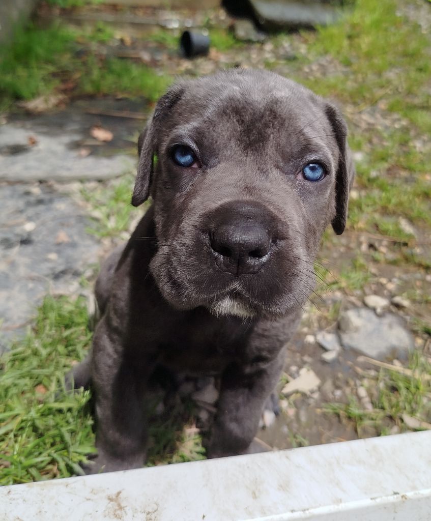 Des Libertés De Taruwa - Chiots disponibles - Cane Corso