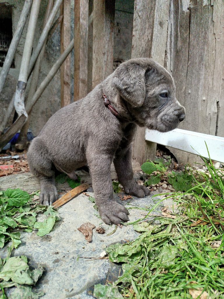 Des Libertés De Taruwa - Chiots disponibles - Cane Corso
