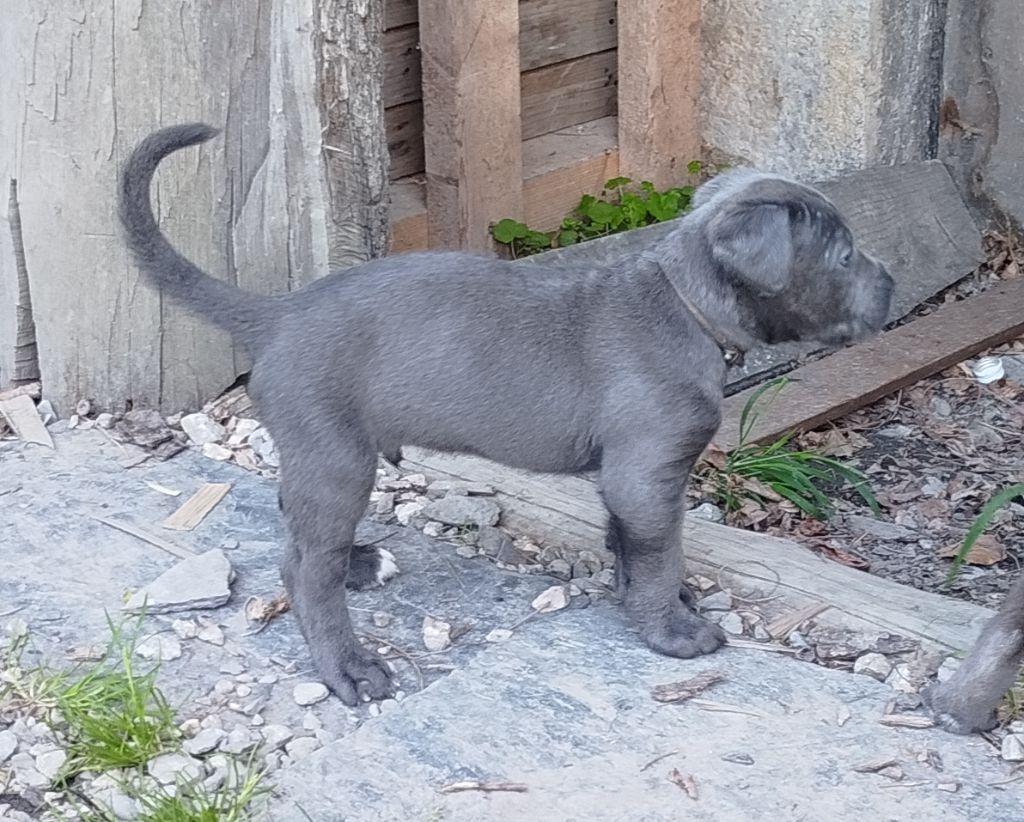 Des Libertés De Taruwa - Chiots disponibles - Cane Corso