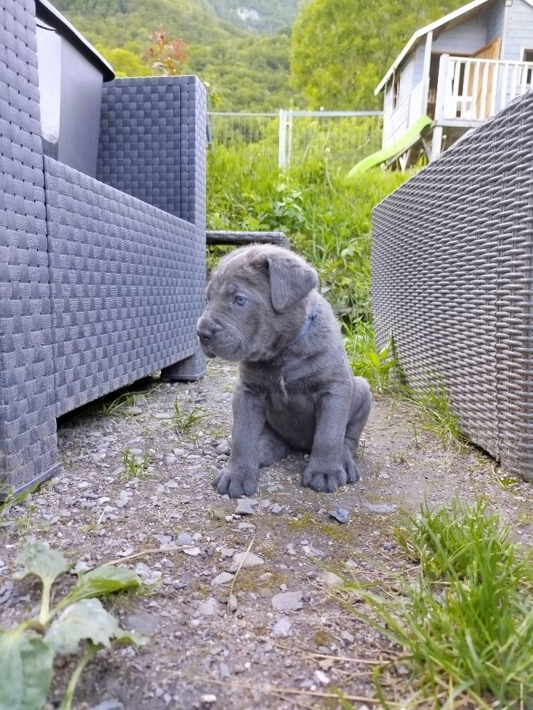 Des Libertés De Taruwa - Chiots disponibles - Cane Corso