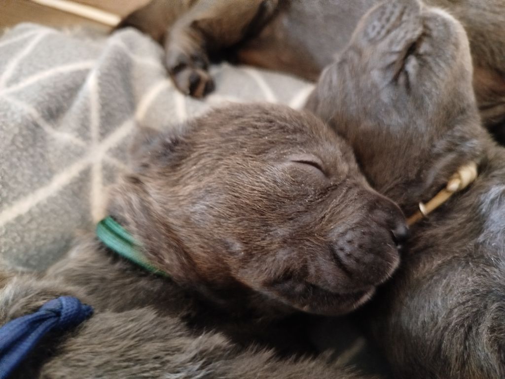 Des Libertés De Taruwa - Chiots disponibles - Cane Corso