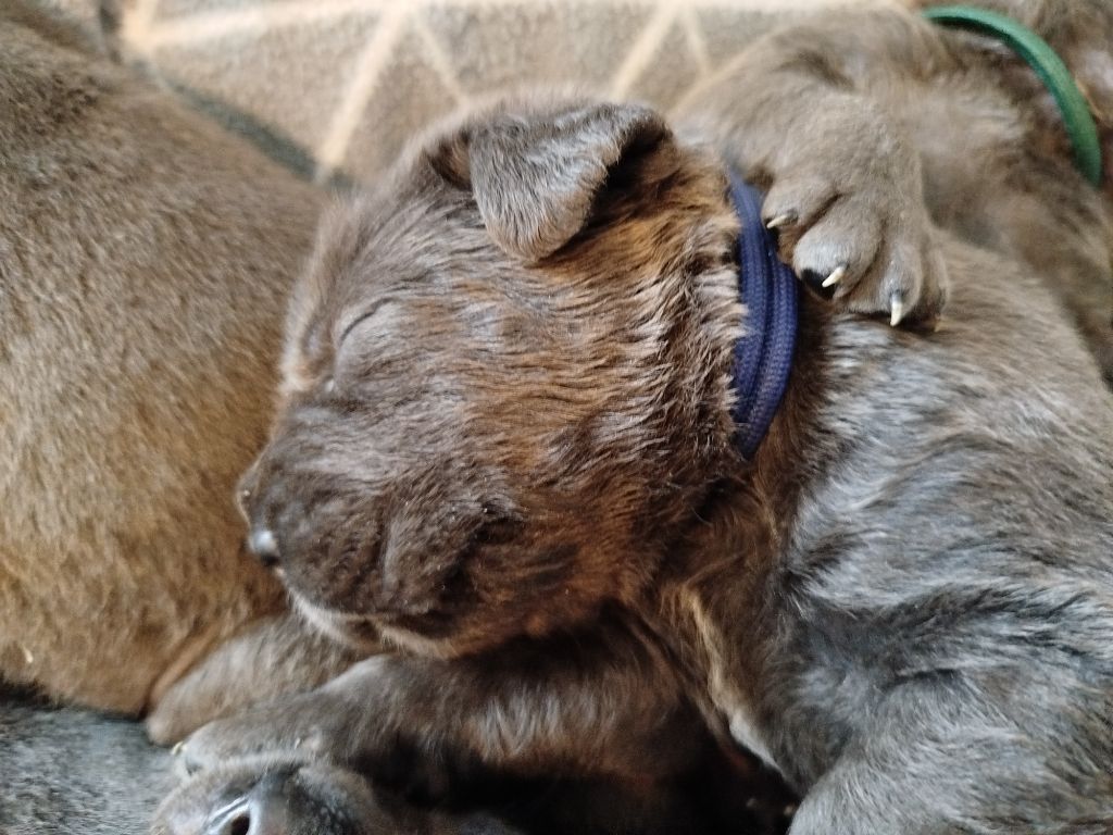 Des Libertés De Taruwa - Chiots disponibles - Cane Corso