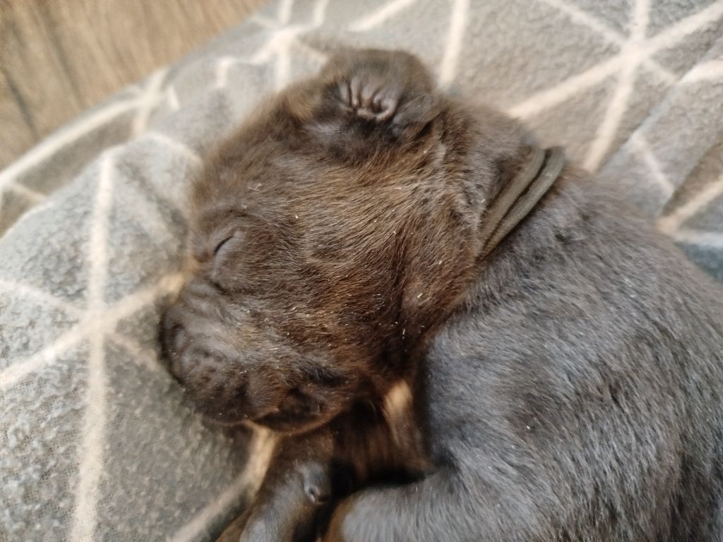Des Libertés De Taruwa - Chiots disponibles - Cane Corso
