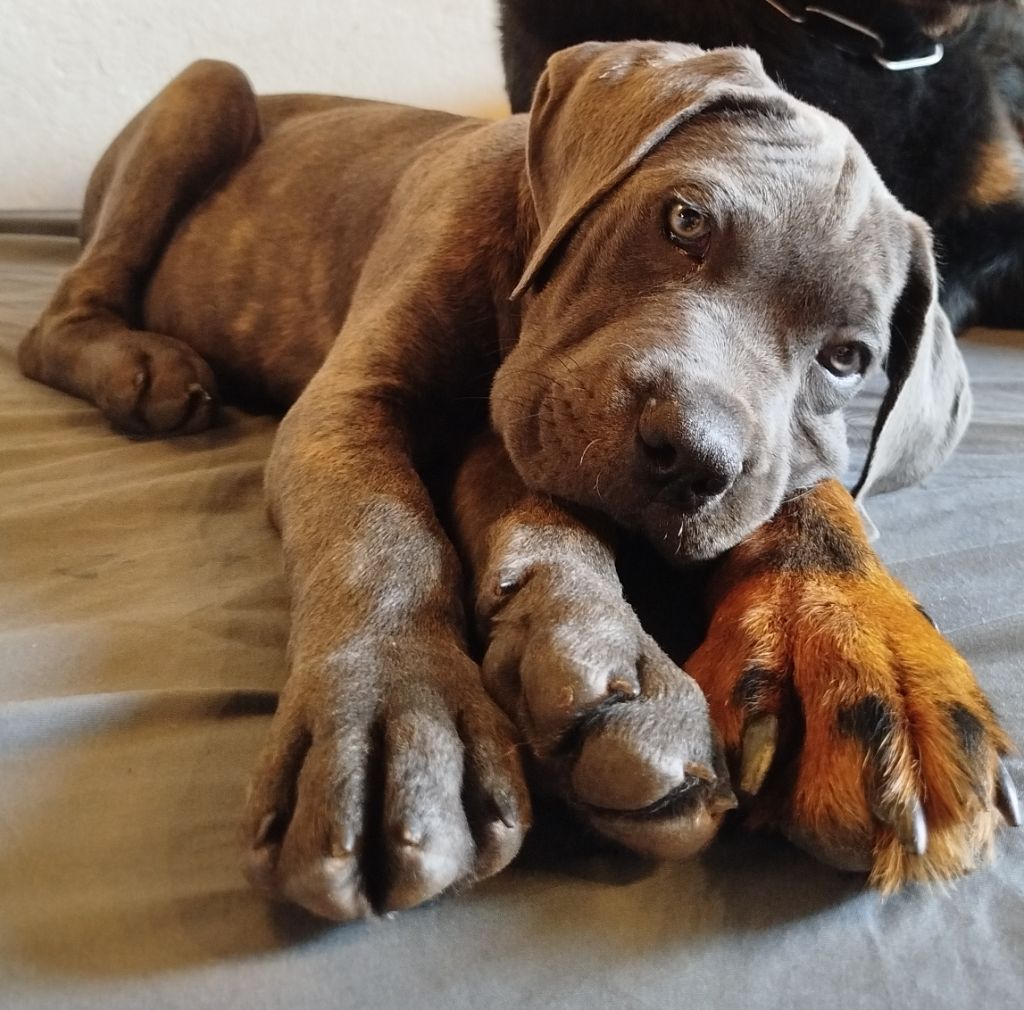 Des Libertés De Taruwa - Chiots disponibles - Cane Corso