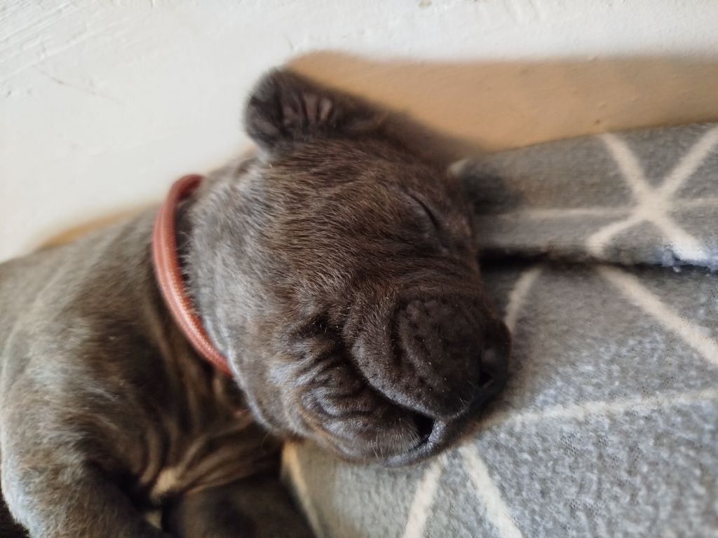 Des Libertés De Taruwa - Chiots disponibles - Cane Corso