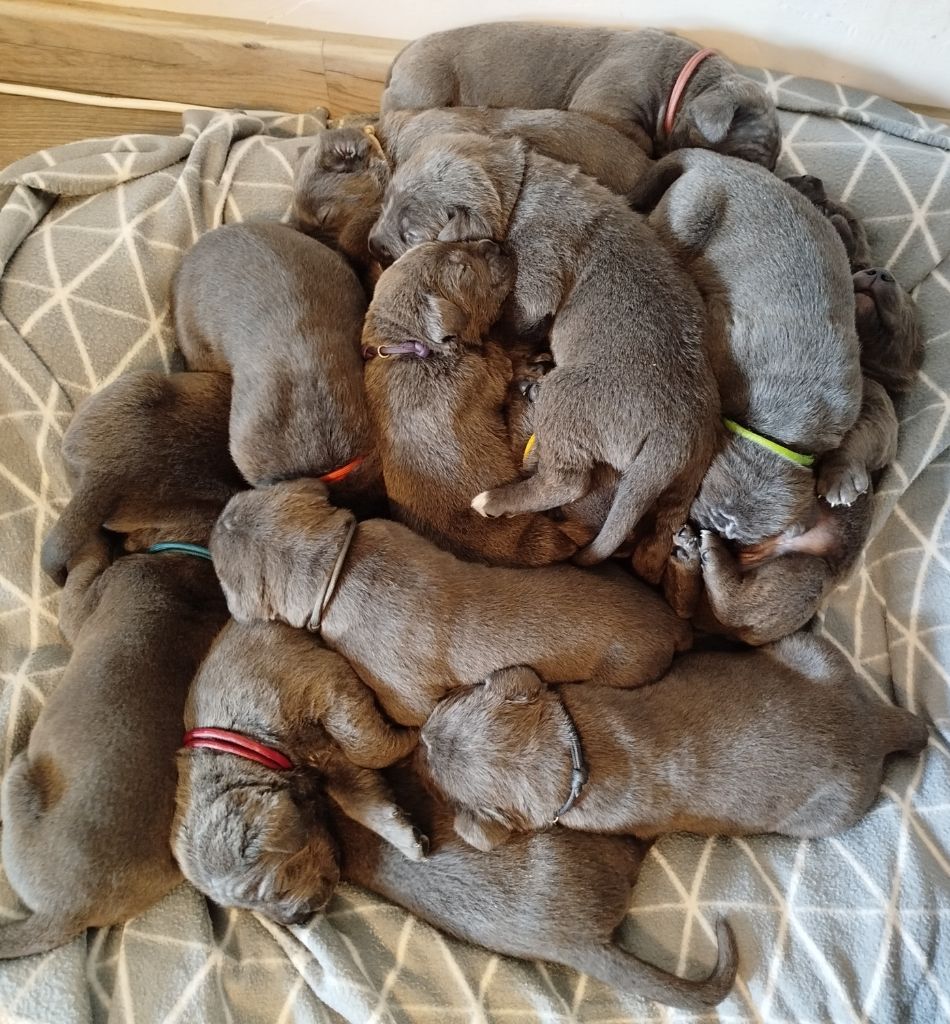 Des Libertés De Taruwa - Cane Corso - Portée née le 18/04/2025