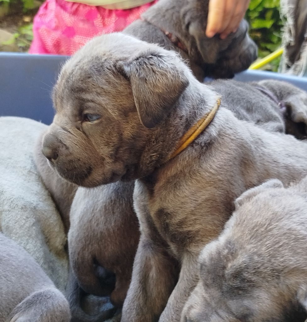 Des Libertés De Taruwa - Chiots disponibles - Cane Corso
