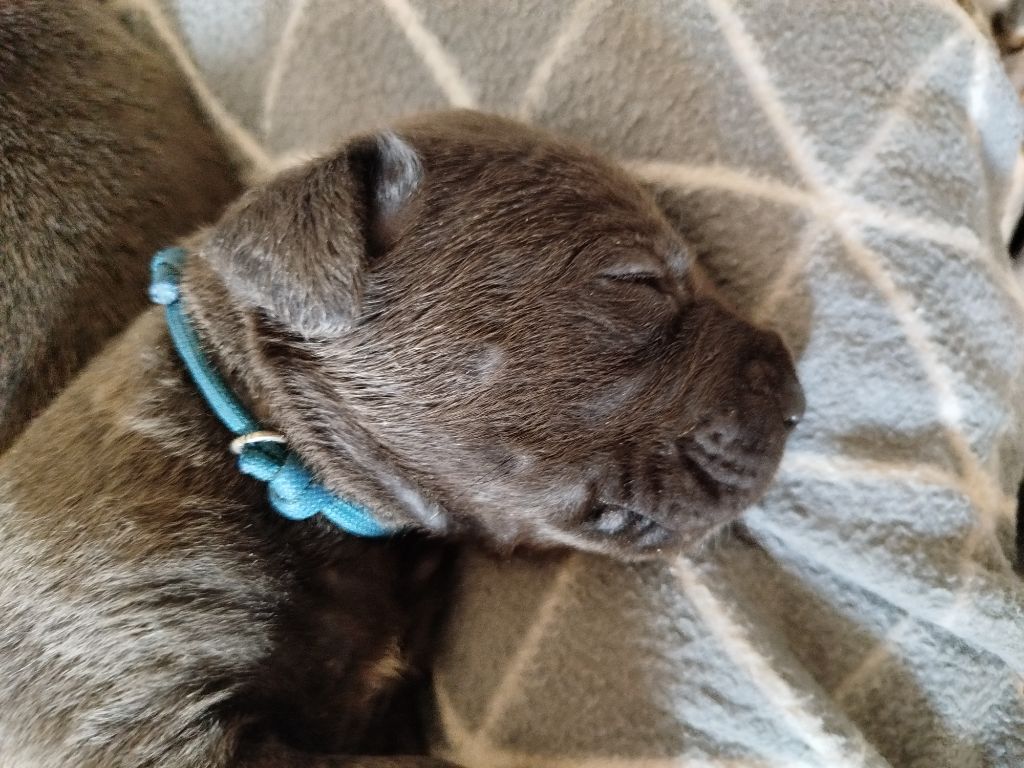 Des Libertés De Taruwa - Chiots disponibles - Cane Corso