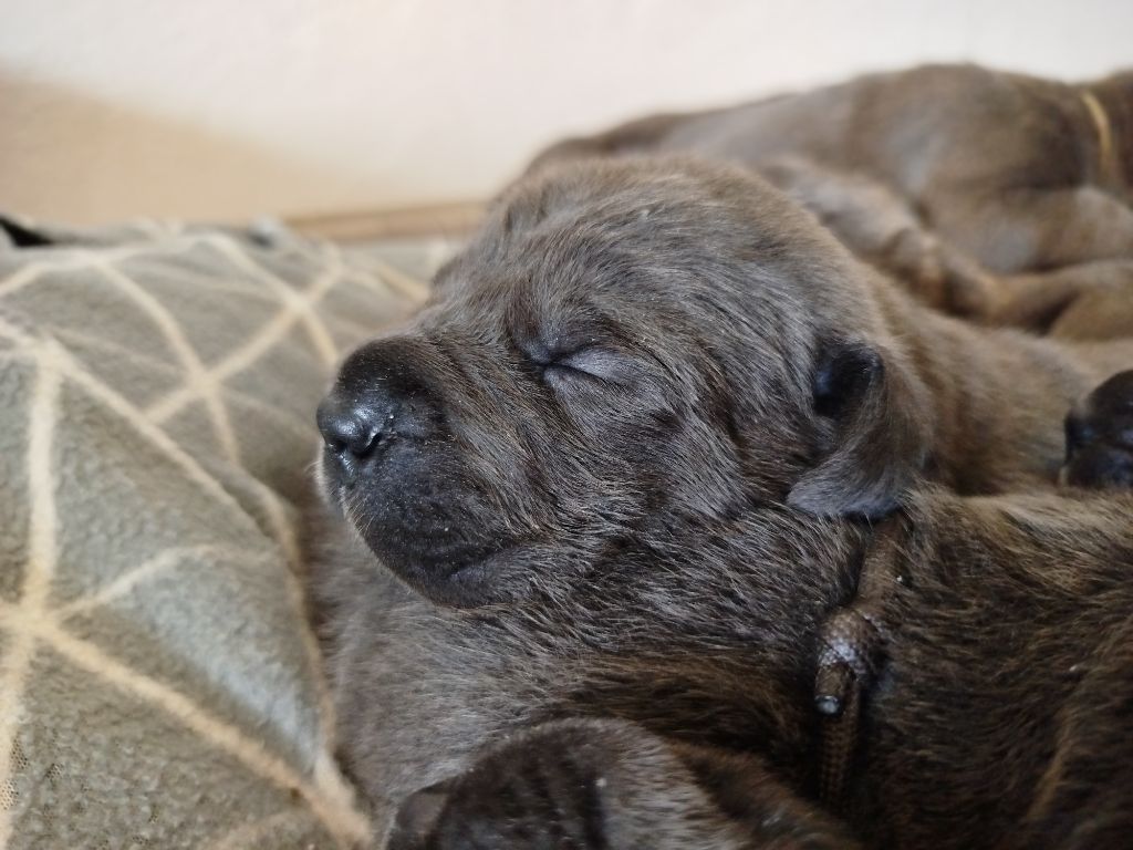 Des Libertés De Taruwa - Chiots disponibles - Cane Corso