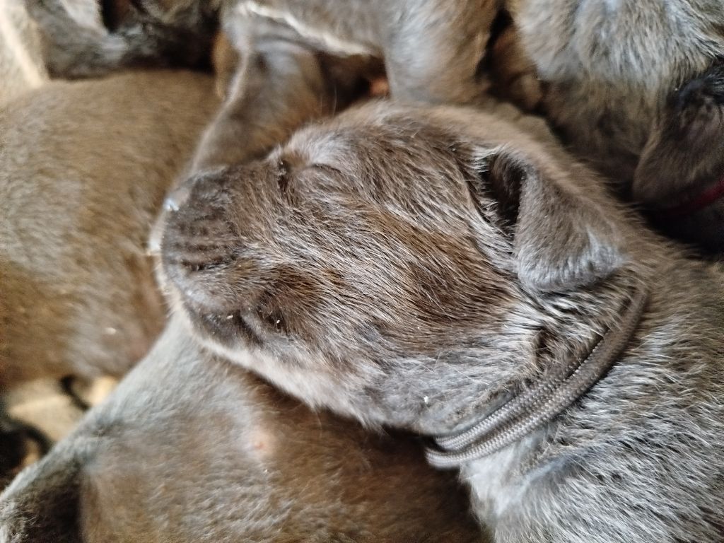 Des Libertés De Taruwa - Chiots disponibles - Cane Corso