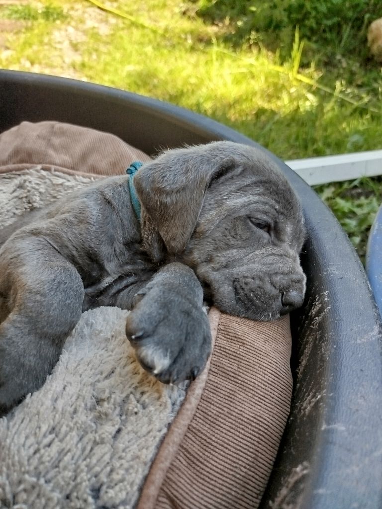 Des Libertés De Taruwa - Chiots disponibles - Cane Corso