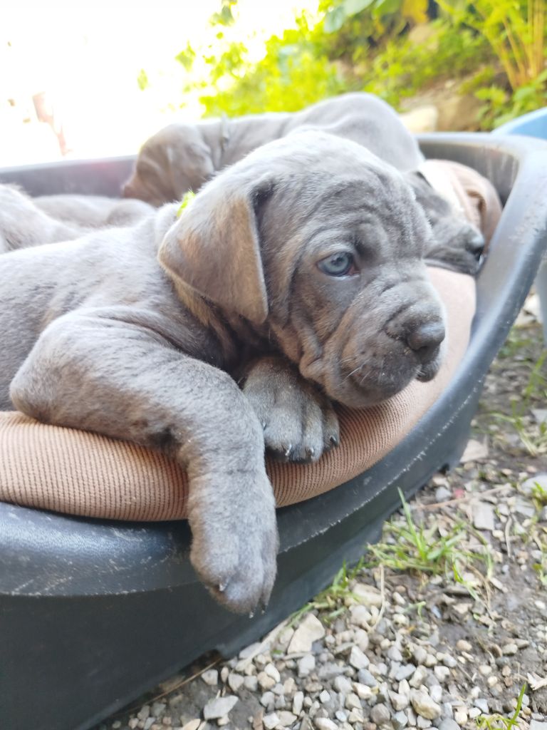 Des Libertés De Taruwa - Chiots disponibles - Cane Corso