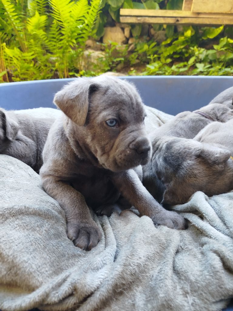Des Libertés De Taruwa - Chiots disponibles - Cane Corso