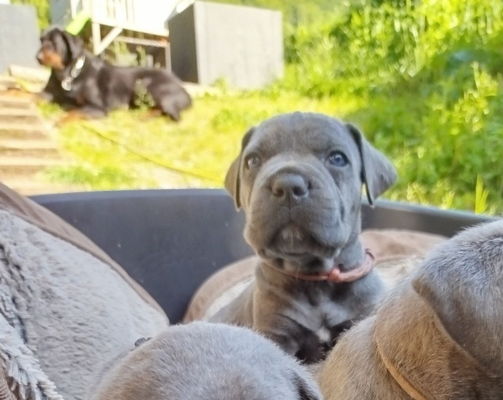 Des Libertés De Taruwa - Chiots disponibles - Cane Corso