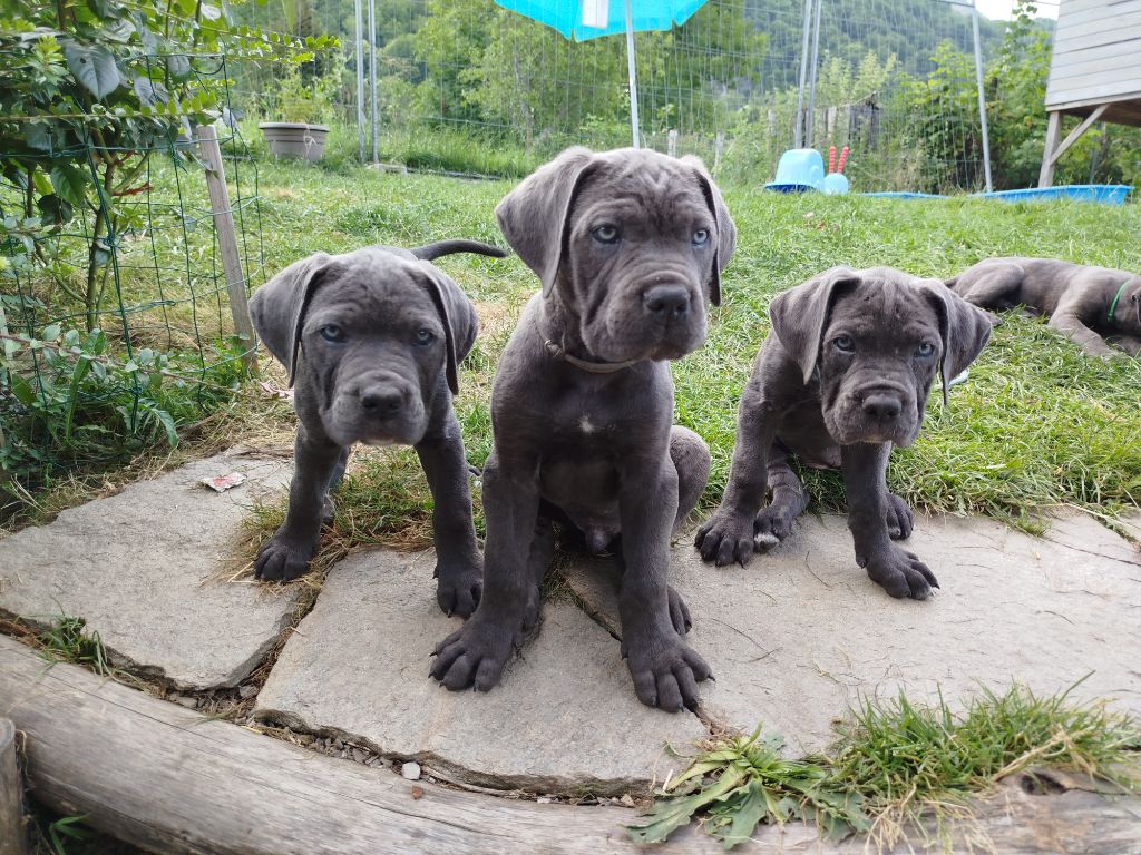 Chiot Cane Corso Des Libertés De Taruwa